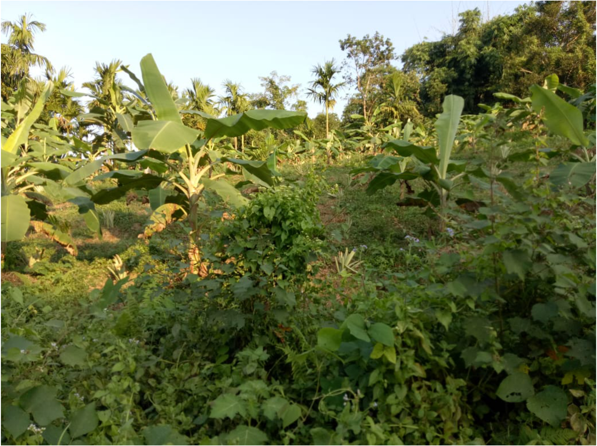 banana cultivation