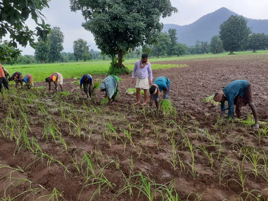 Millet farming in Odisha