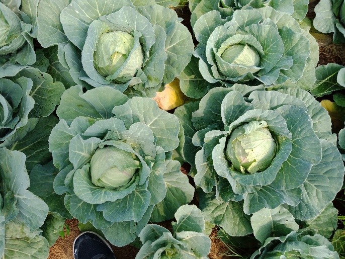 Odisha_vegetables